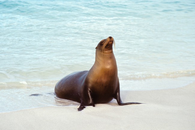 A male sea lion sitting on a beach; the males are always much bigger than the females