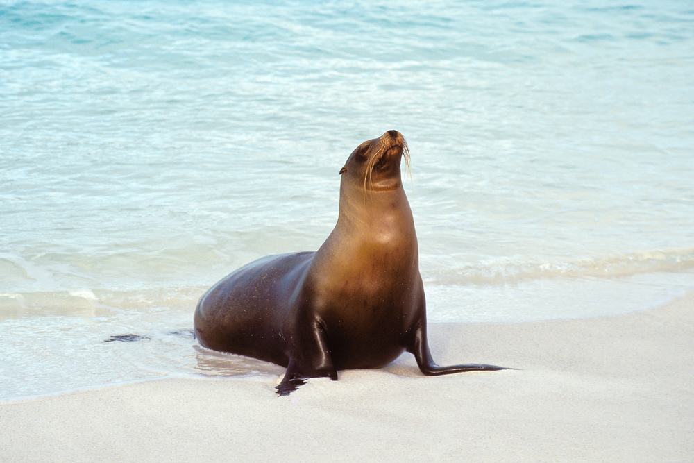 7 Facts About Sea Lions