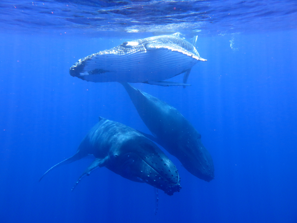 three-humpback-whales