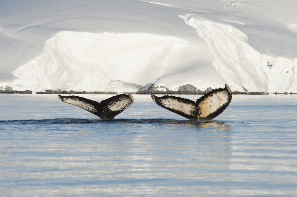 two humpback whale tails