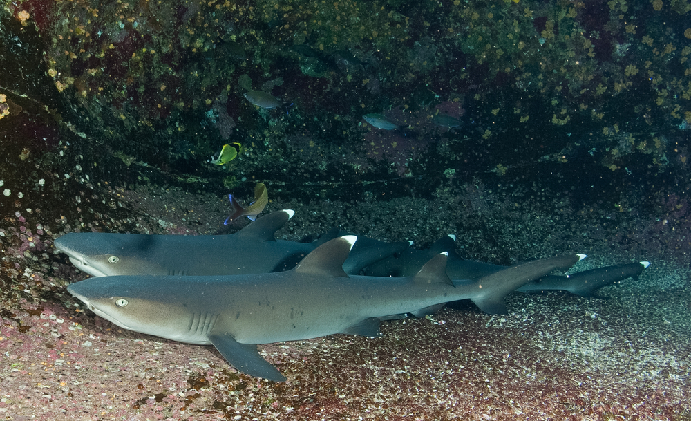 two sharks in South Africa