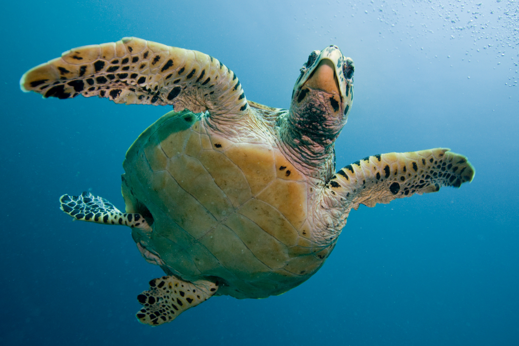 Sea turtle swimming in the ocean