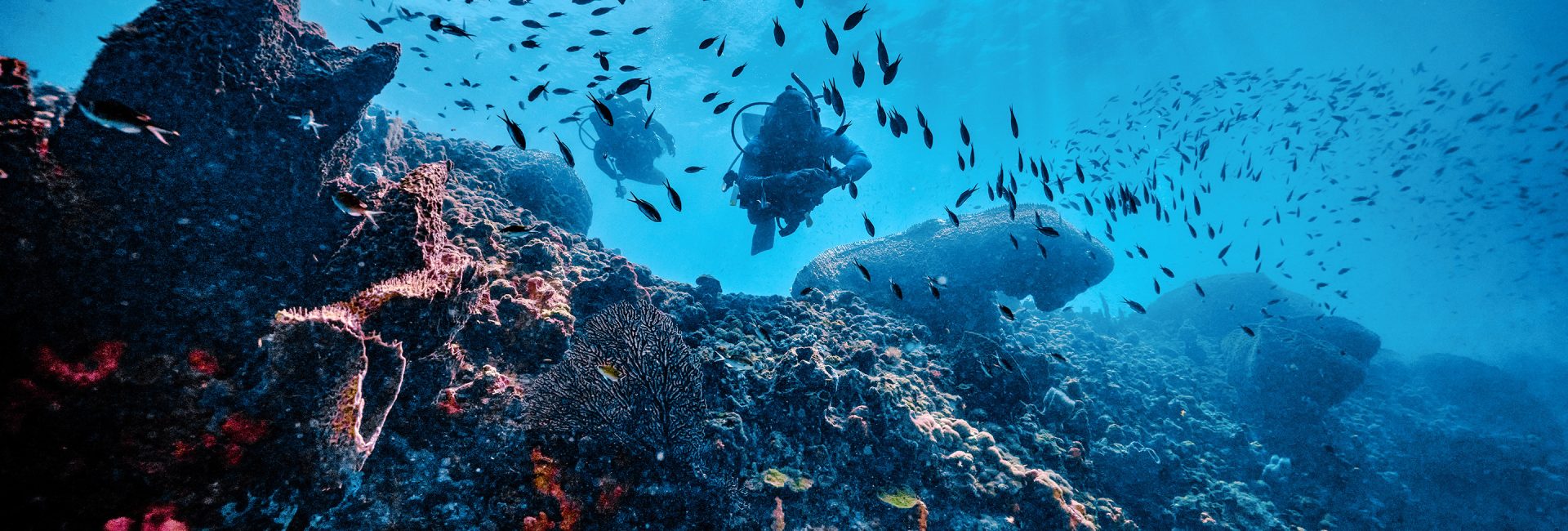 Le affascinanti specie marine di Saint Lucia