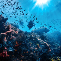 two scuba divers explore a coral reef filled with schools of fish in St. Lucia