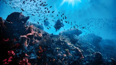 two scuba divers explore a coral reef filled with schools of fish in St. Lucia