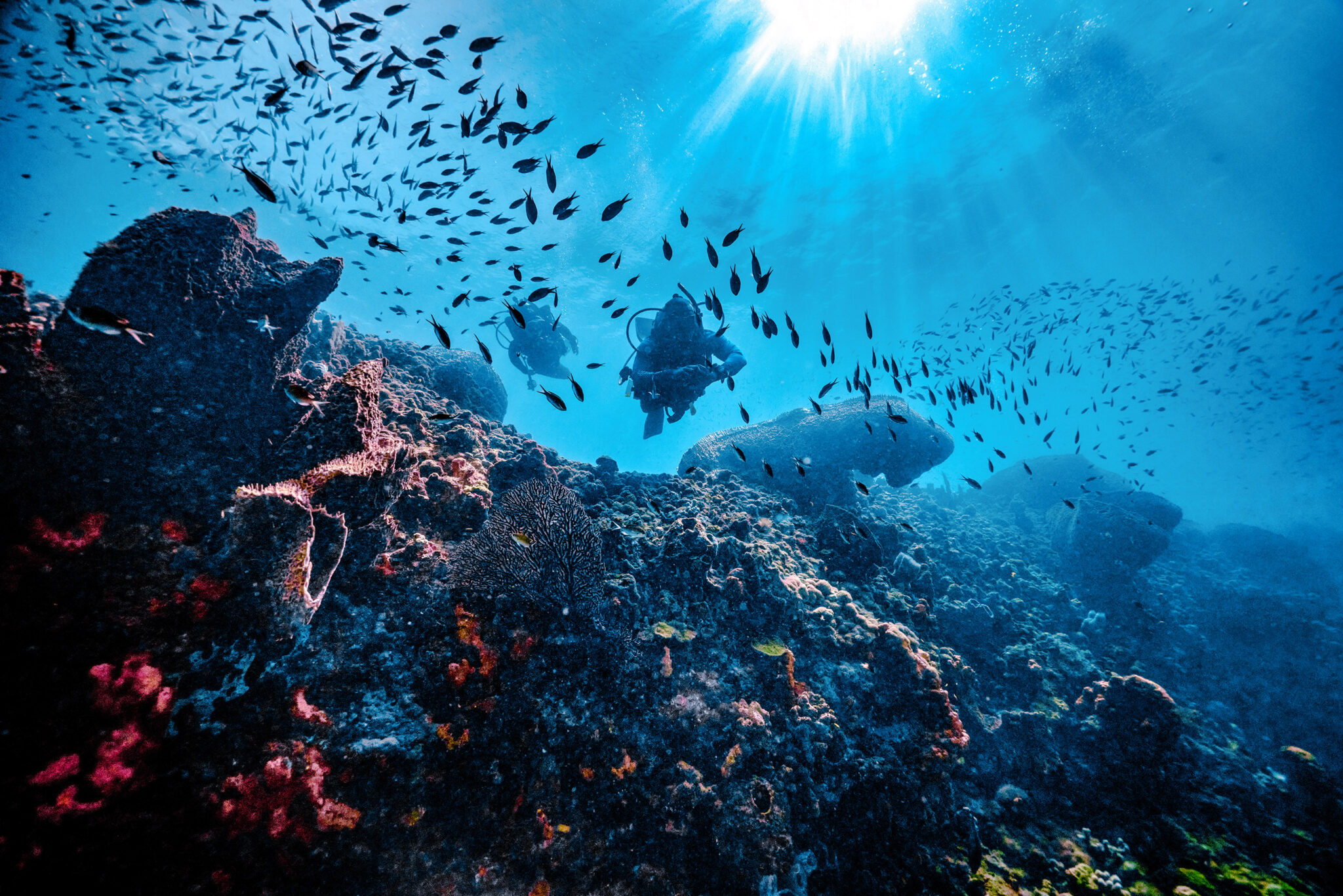 two scuba divers explore a coral reef filled with schools of fish in St. Lucia