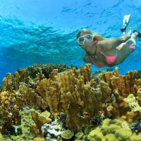 A woman in a pink bikini freedives over a coral reef.