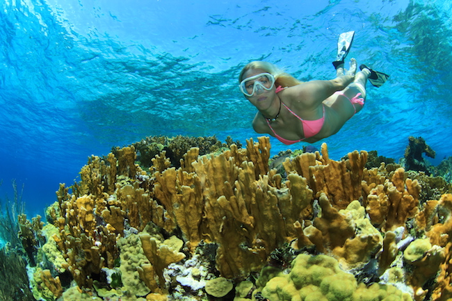 A woman in a pink bikini freedives over a coral reef.