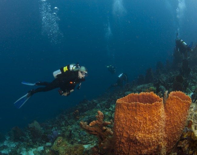 Scuba diver with massive sponge in St. Lucia
