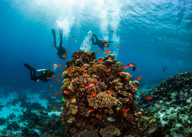 divers-coral-red-sea