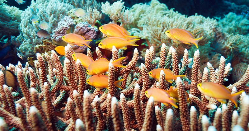 Liveaboard diving Indonesia - Fish and Coral