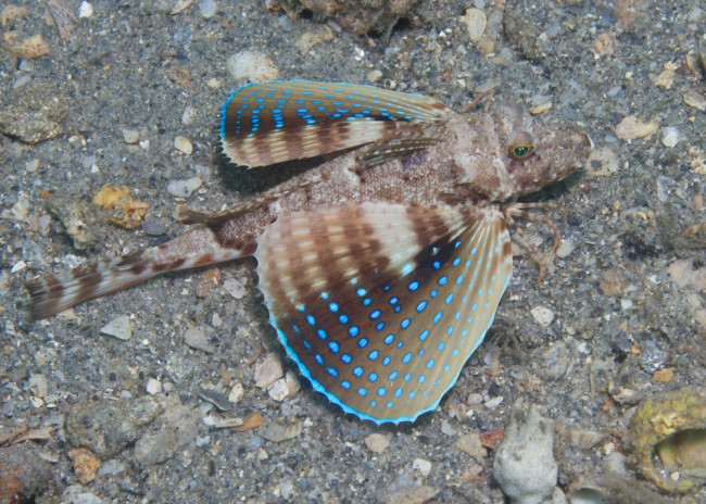 flying-gurnard