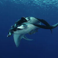 manta ray - galapagos - underwater