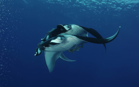 manta ray - galapagos - underwater