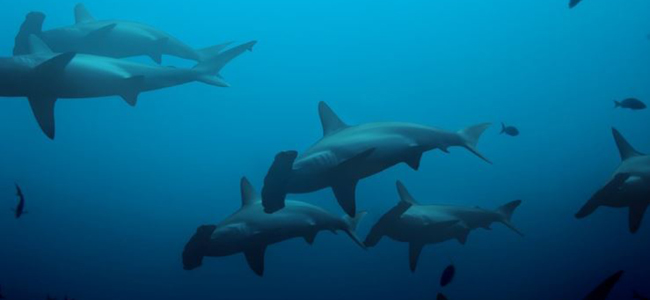 Scalloped Hammerhead Sharks