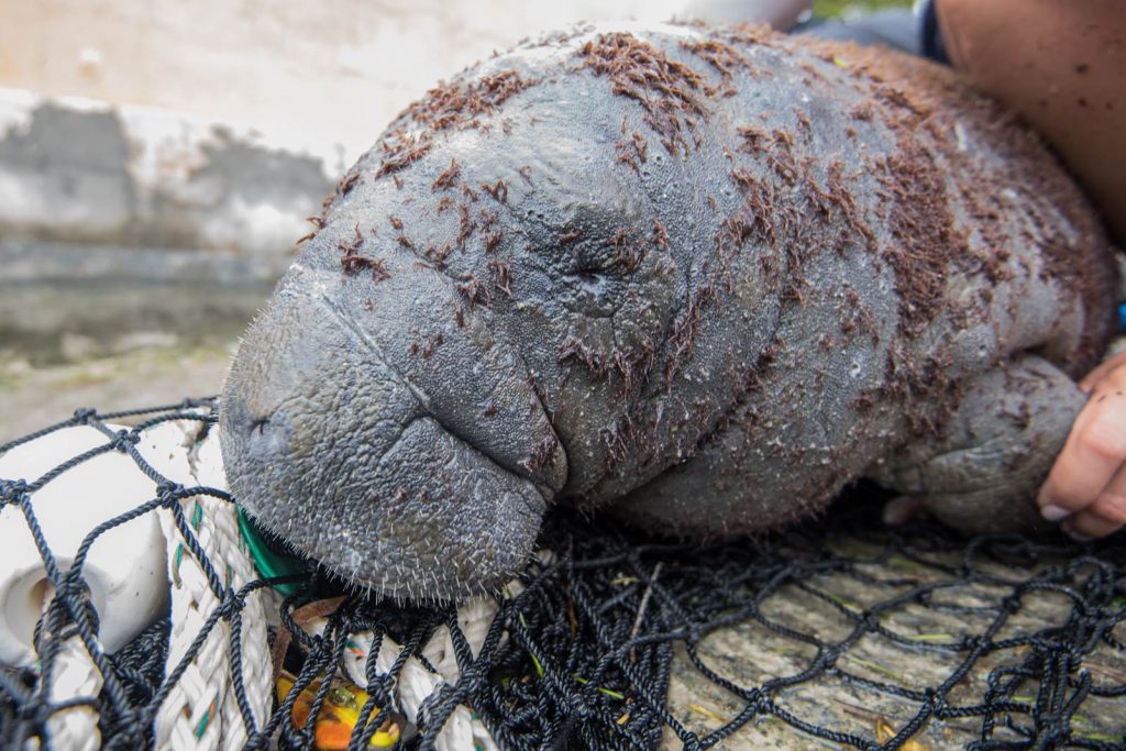 marine-life-rescue-manatee