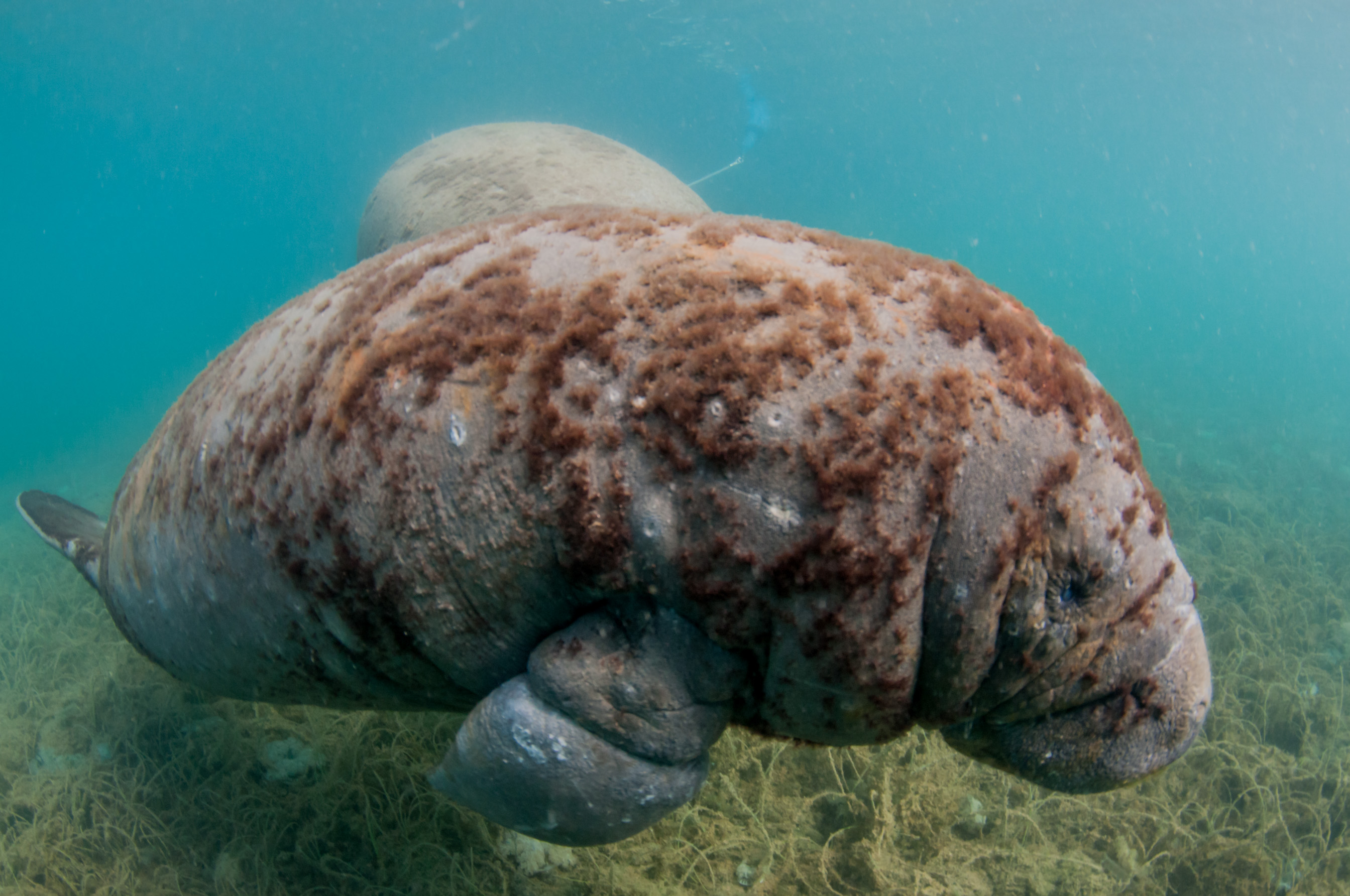 manatee4