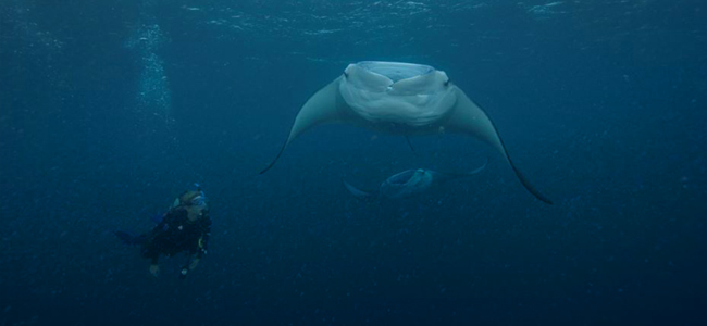 manta-diver-blog