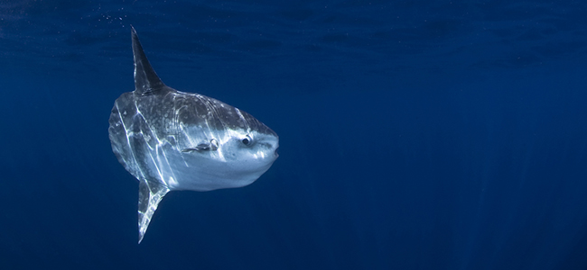 Mola mola with reflection, Pacific Ocean, California