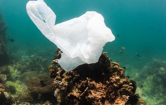 Marine Debris - Plastic Bag