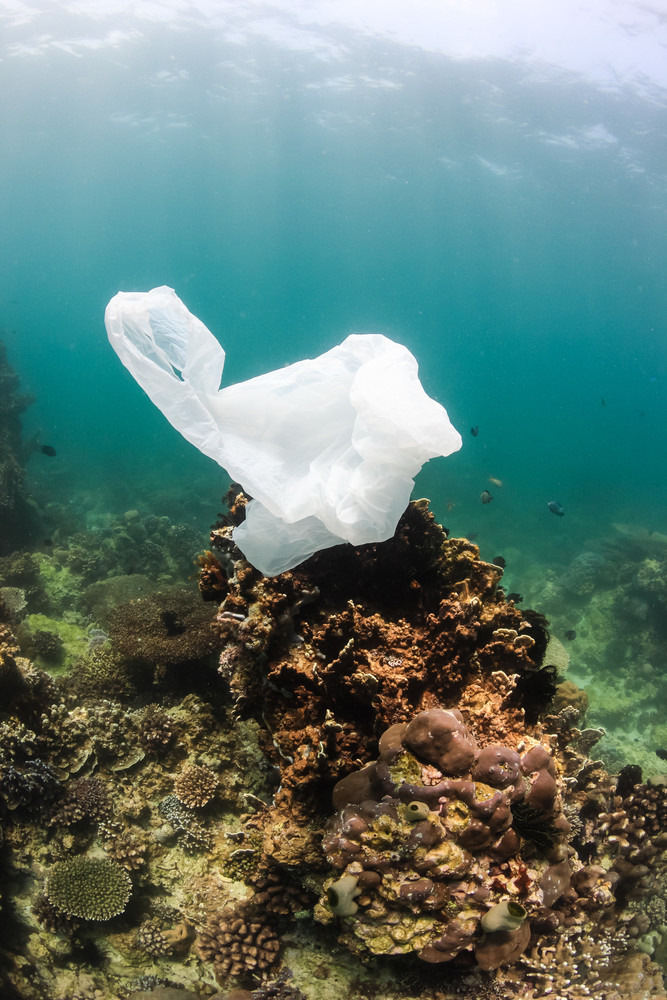 Marine Debris - Plastic Bag