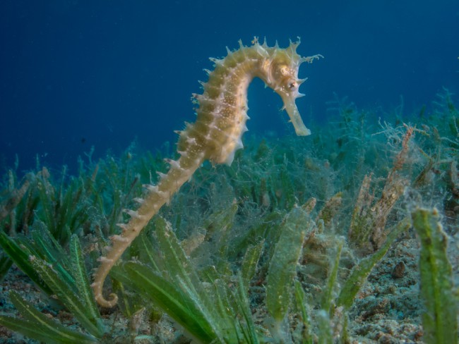 seahorse-seagrass