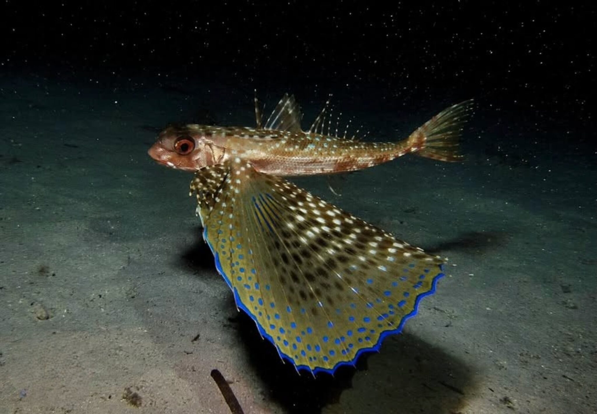 飞翔的古纳鱼在清澈的海水中游过海底。它五彩斑斓的胸鳍张开,在自然光下呈现出错综复杂的图案和纹理。