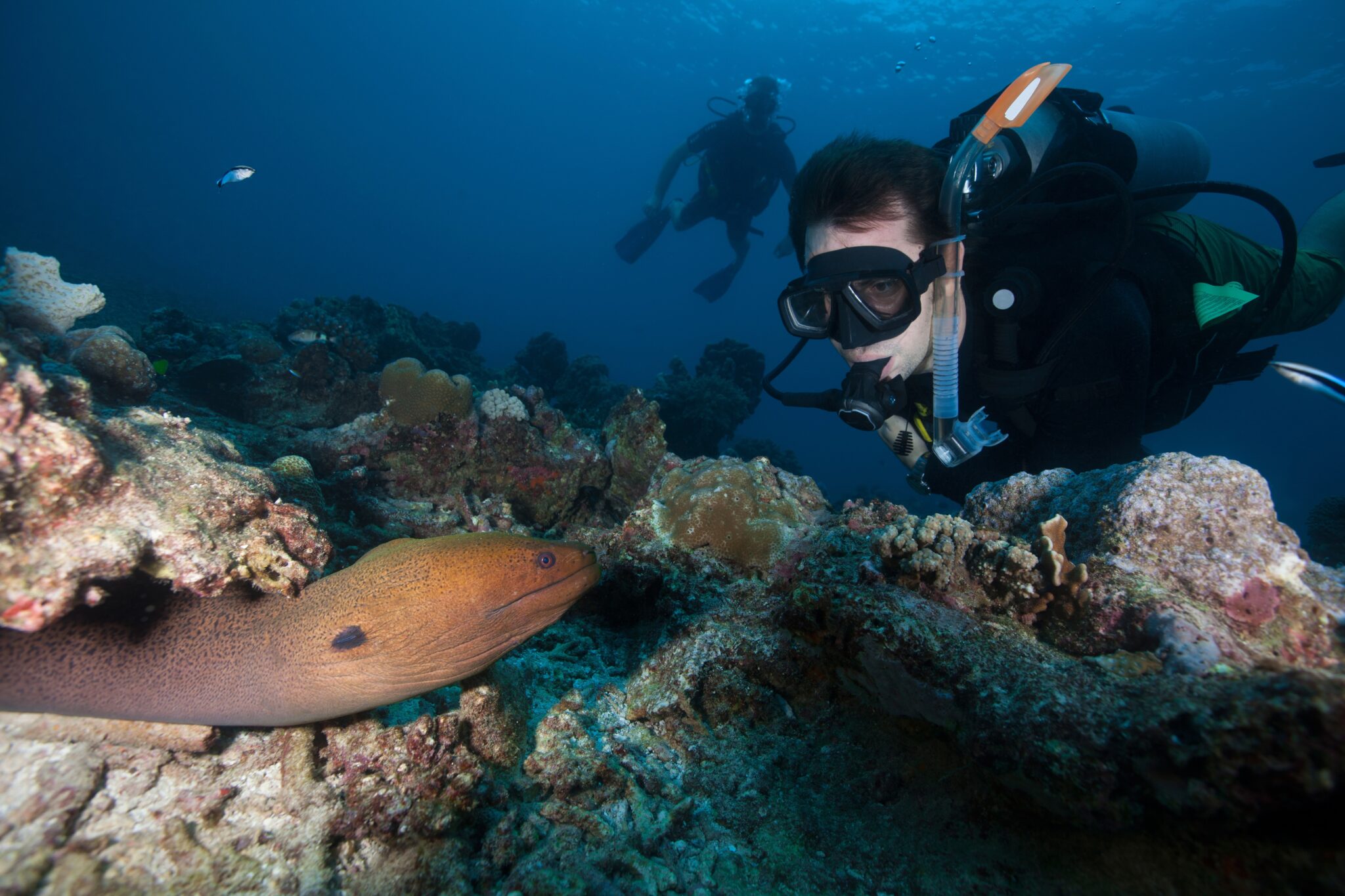 潜水员观察大海鳗