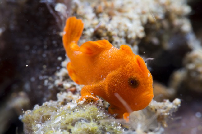 A tiny orange frogfish which is one of many photogenic macro critter species seen while scuba diving Sri Lanka