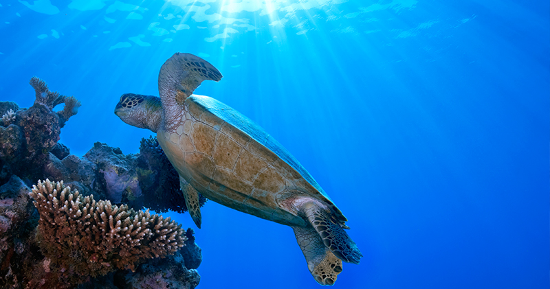 Liveaboard diving Indonesia - Turtle and Coral