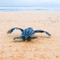 Turtle Nesting Site