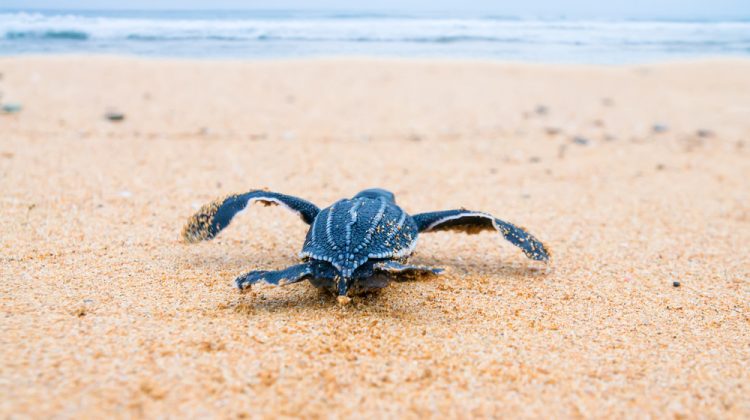 Turtle Nesting Site