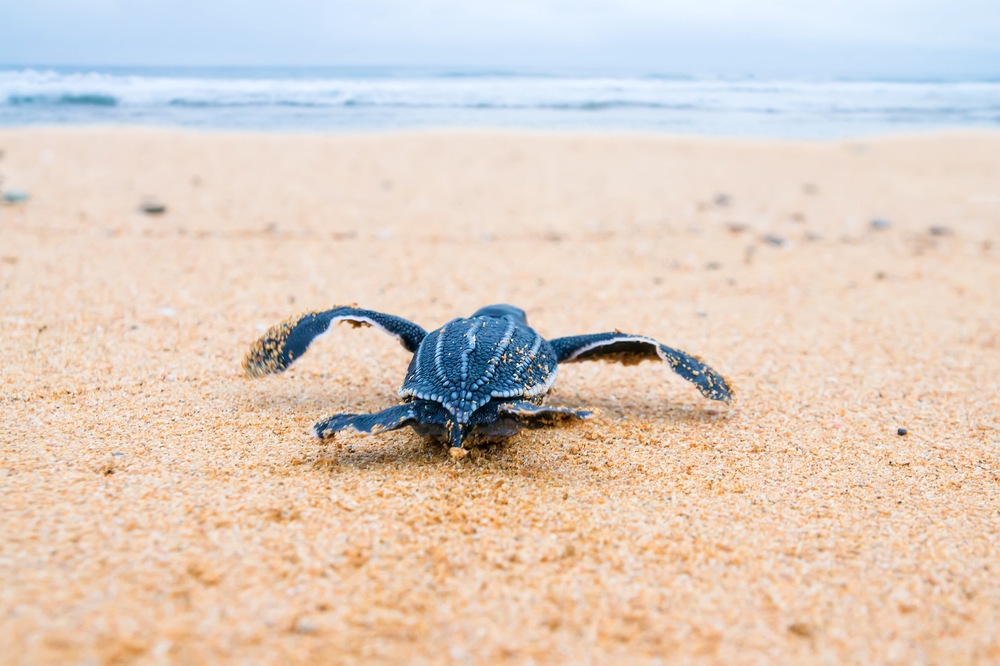 A leatherback turtle hatchling running for the ocean, a sight which makes Grenada one of the top Caribbean vacations in June