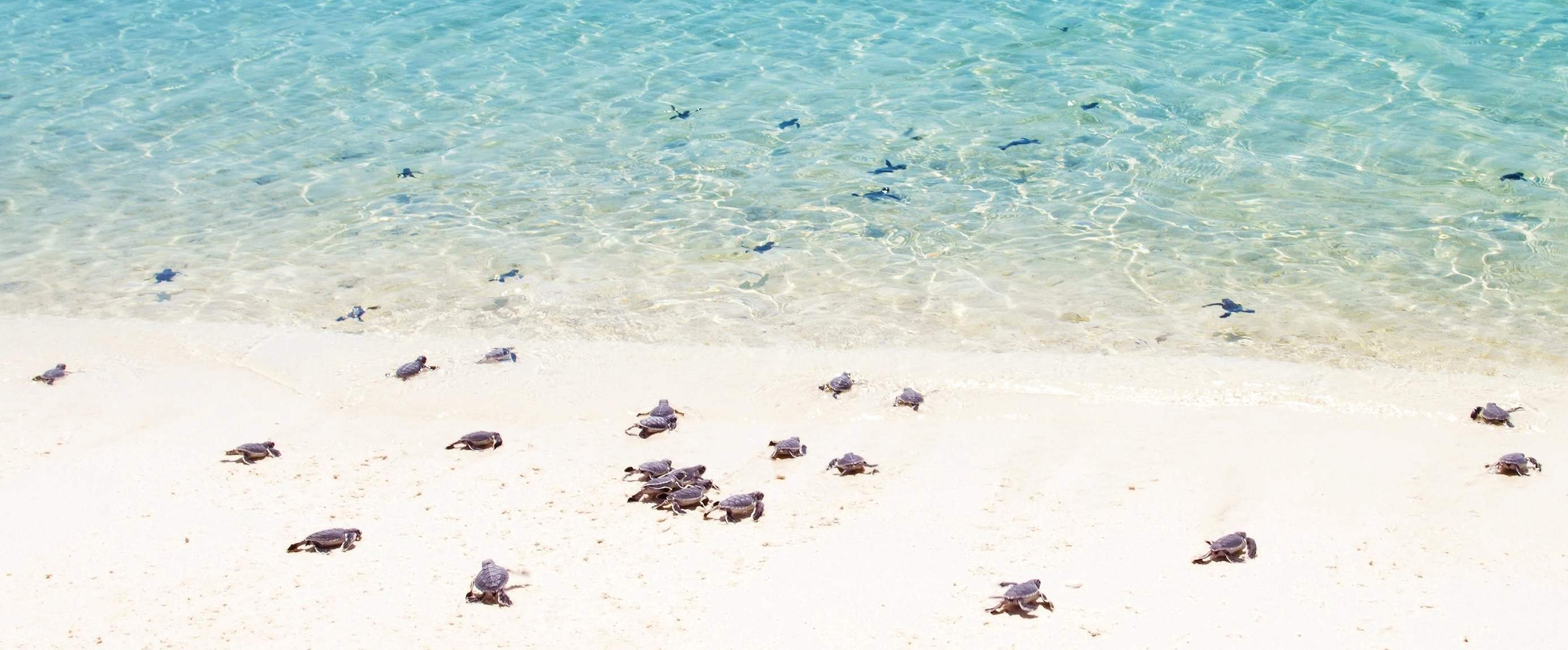 Turtle Nesting Site - Beach