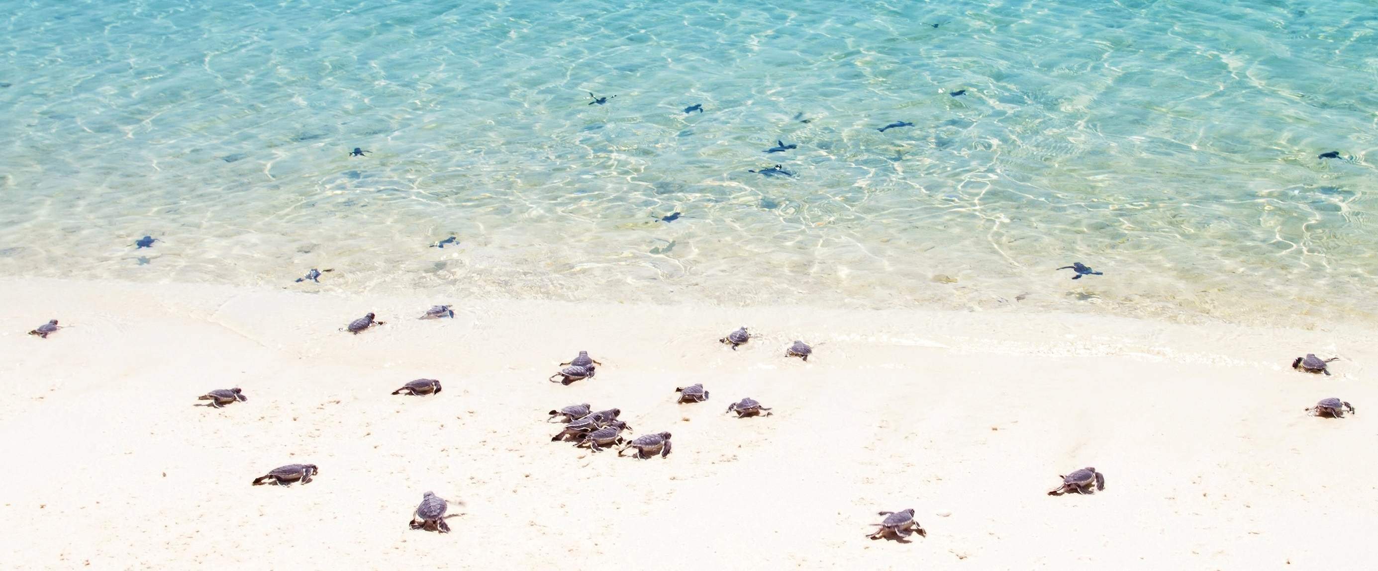 Topside Turtle Conservation 7 Sites for Turtle Nesting