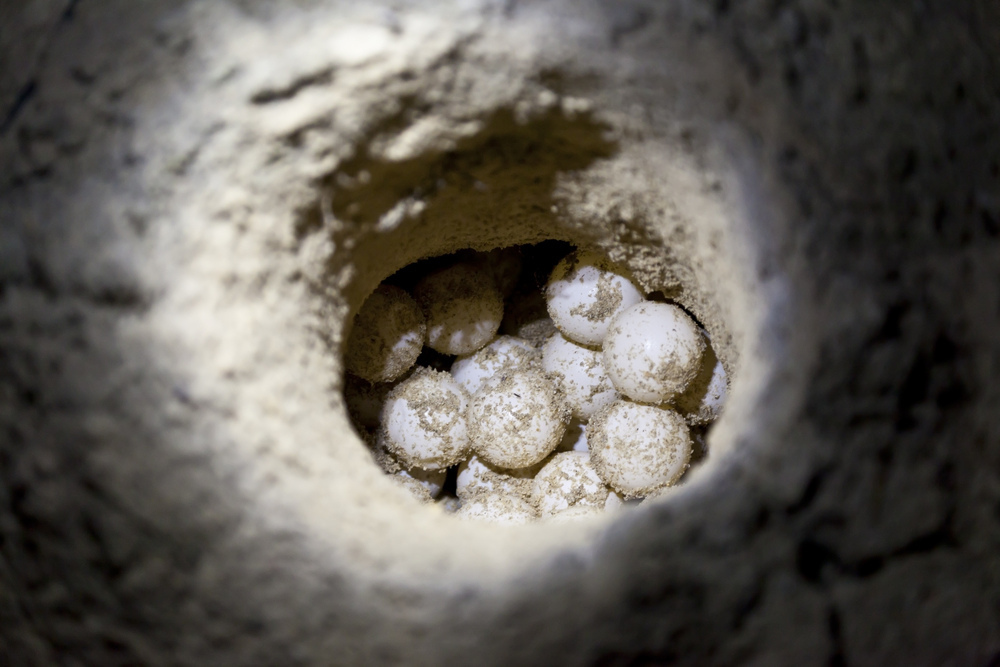 Turtle Nesting Site - Eggs