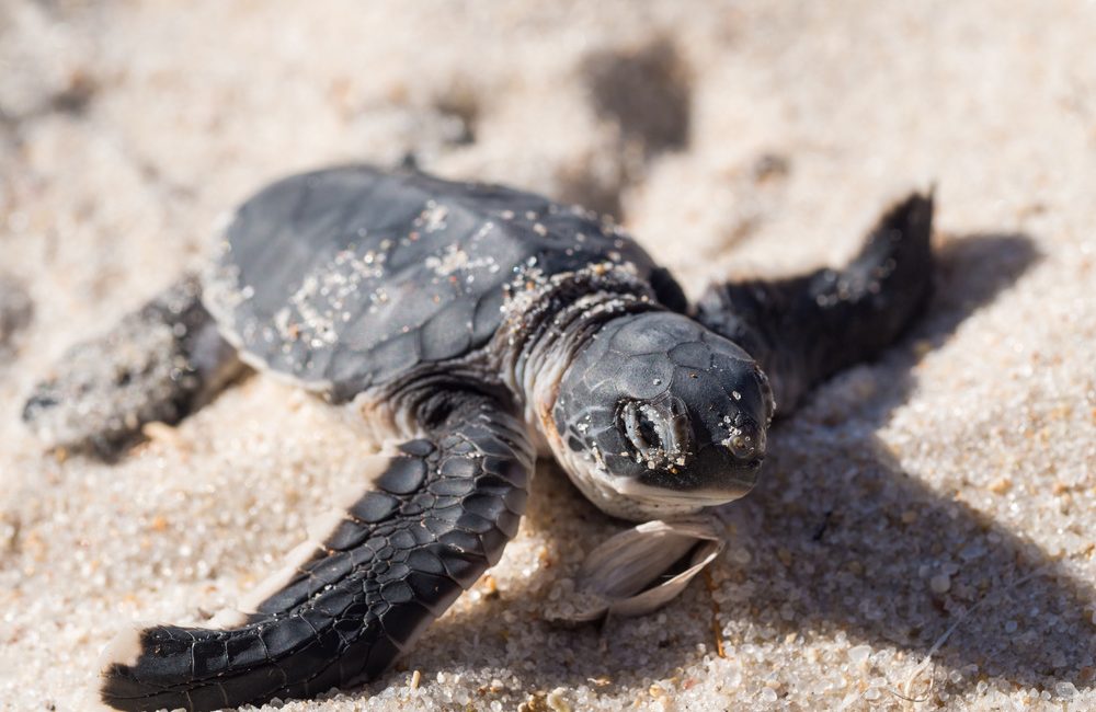 Ocean Conservation Activities You Can Join in Puerto Rico