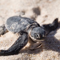 Hatched Turtle - Nesting Site
