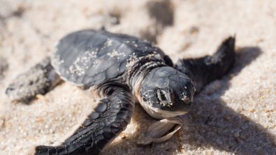 Hatched Turtle - Nesting Site