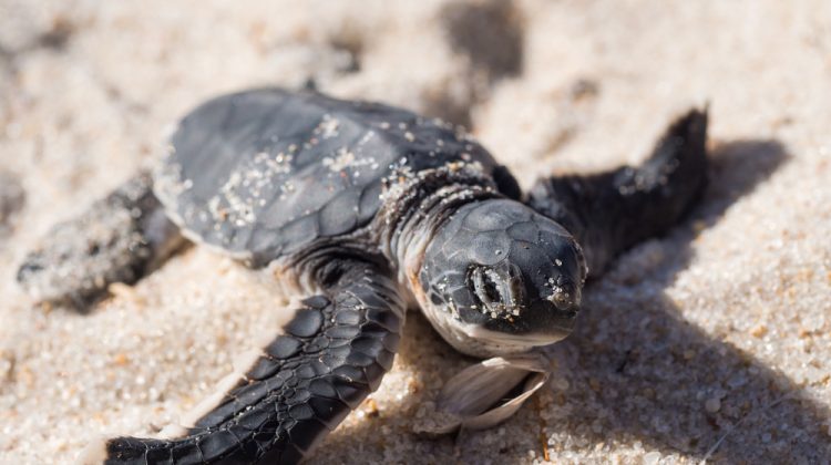 Hatched Turtle - Nesting Site