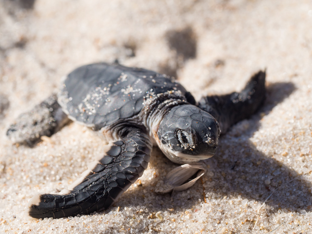 Hatched Turtle - Nesting Site