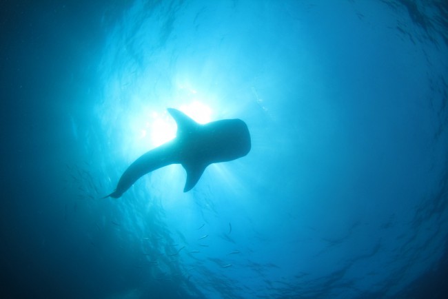 whale-shark-belize