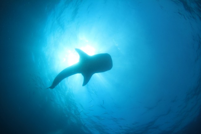 Diving with Whale Sharks - Everything You Should Know