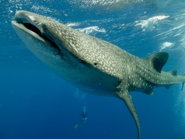 whale-shark-diver-belize