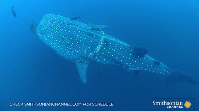 whale-shark-rescue-1