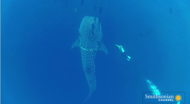 whale-shark-rescue-2