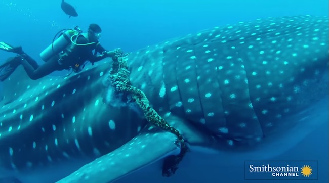 whale-shark-rescue-3