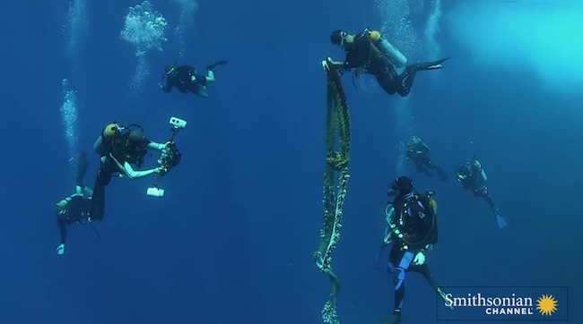 whale-shark-rescue-4