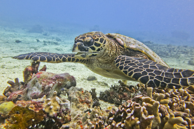 a sea turtle in the Gili Islands, Indonesia