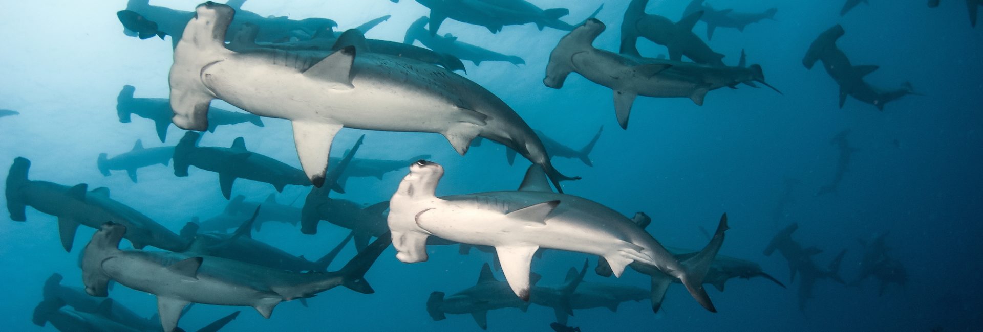 Everything You Need to Know About Shark Diving